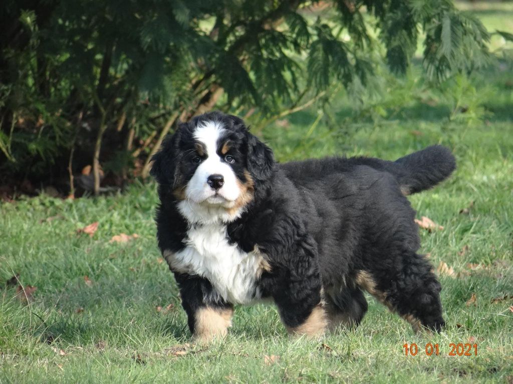 Ruby du hameau des baronnies