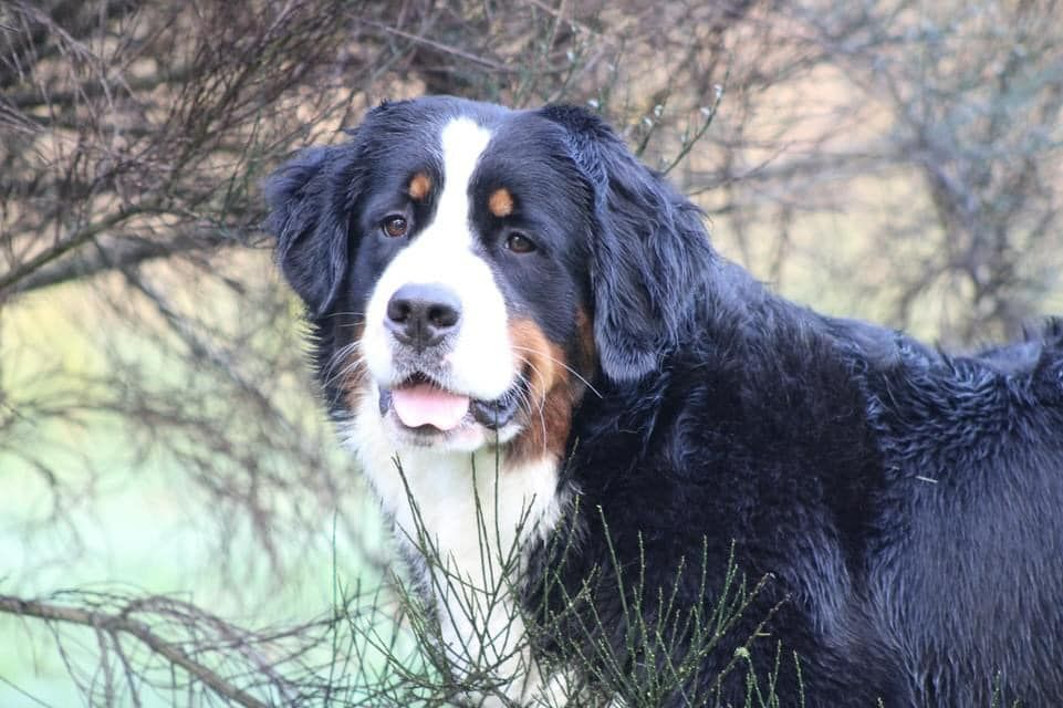 Ruby du hameau des baronnies