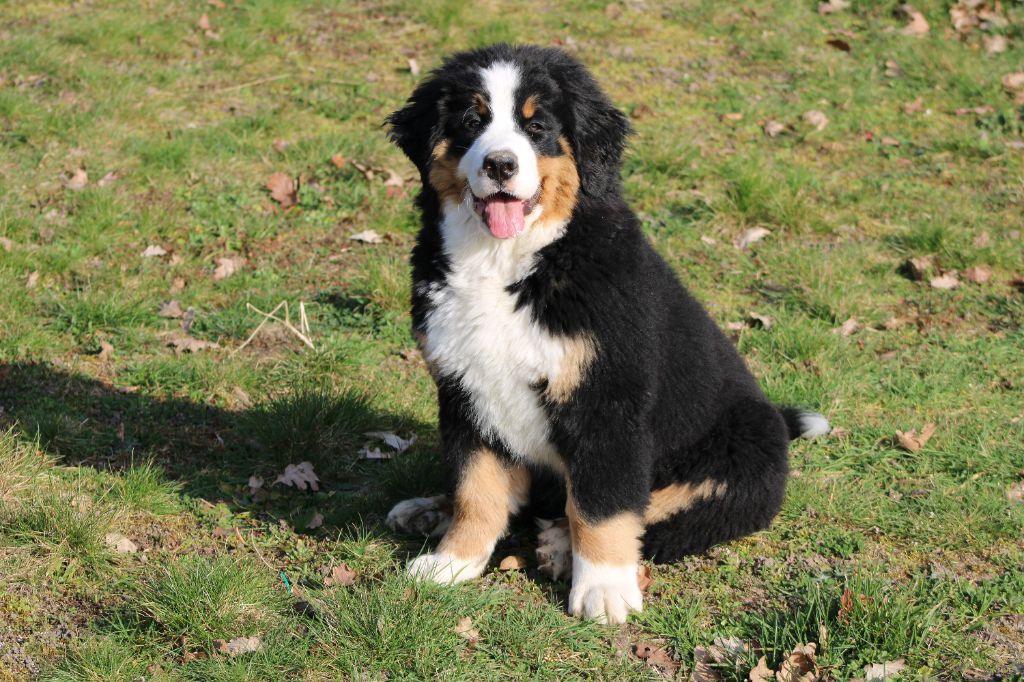 Ruby du hameau des baronnies