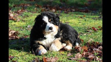 Ruby du hameau des baronnies