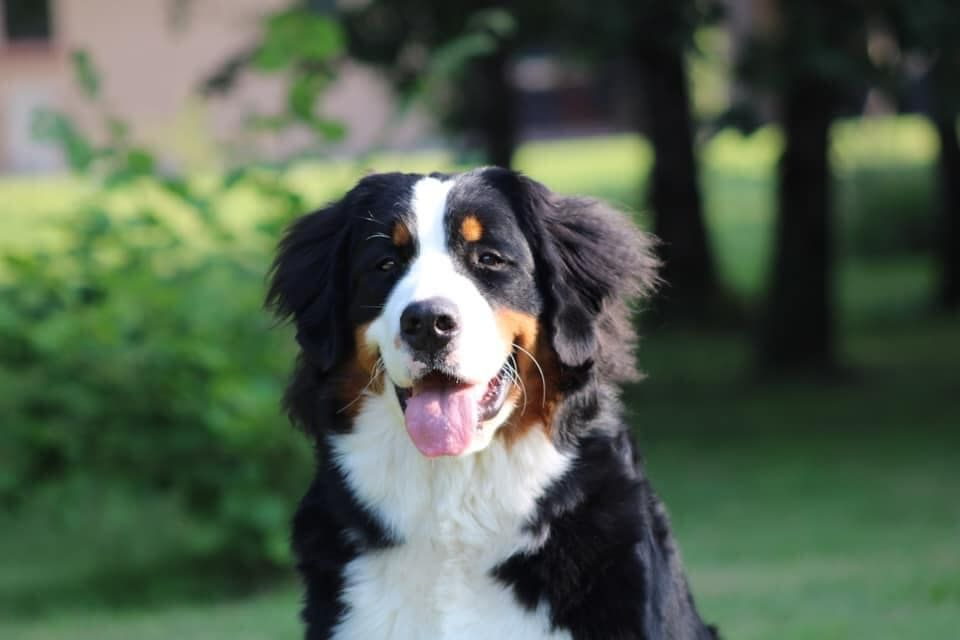 Ruby du hameau des baronnies