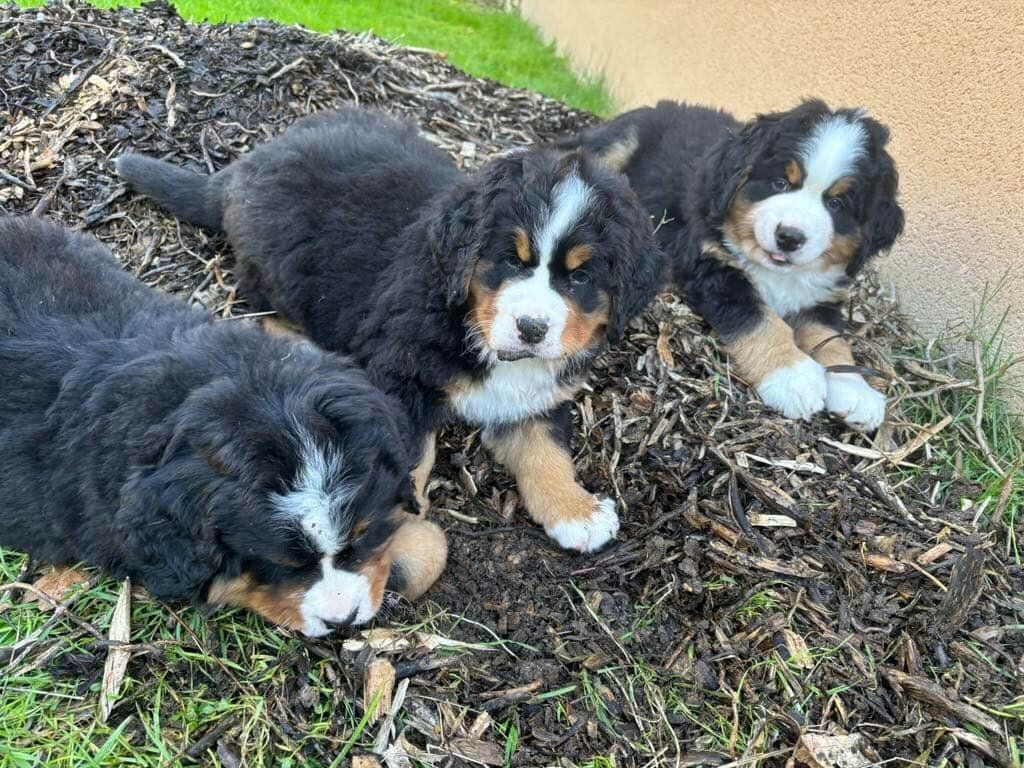 chiot Bouvier Bernois Des Dragons De Sologne