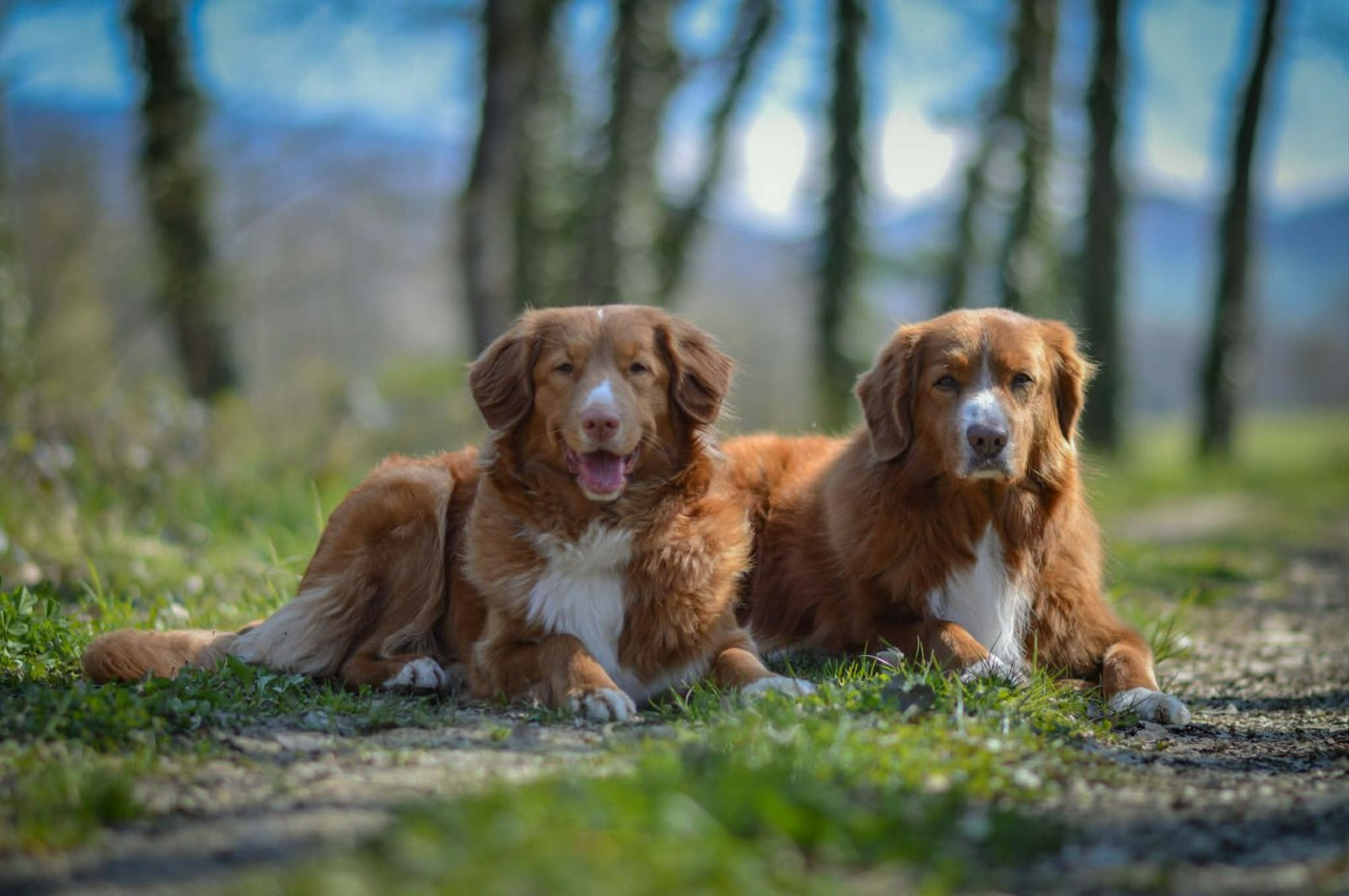 Des chiots attendus ce printemps