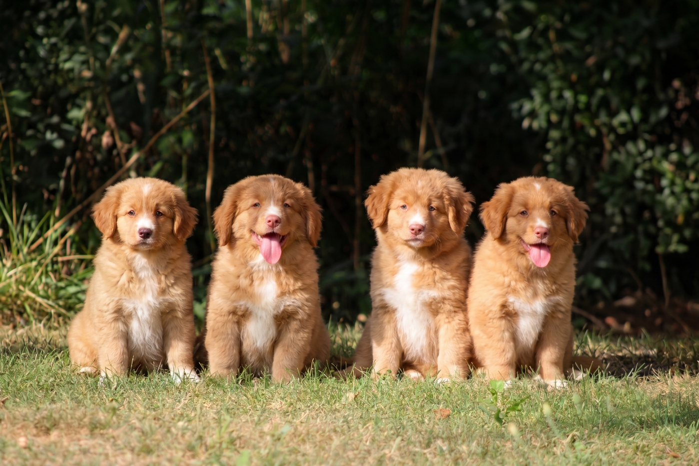 Les chiots de la seconde portée de Tsuyu ont rejoint leurs familles