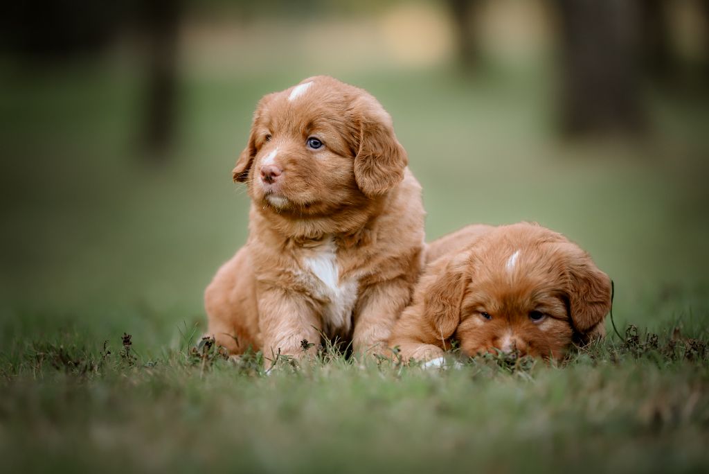 Des Dragons De Sologne - Retriever de la Nouvelle-Ecosse - Portée née le 01/08/2025