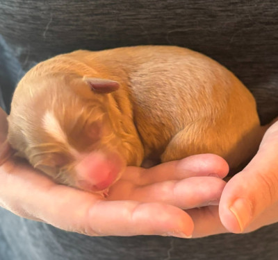 CHIOT 4